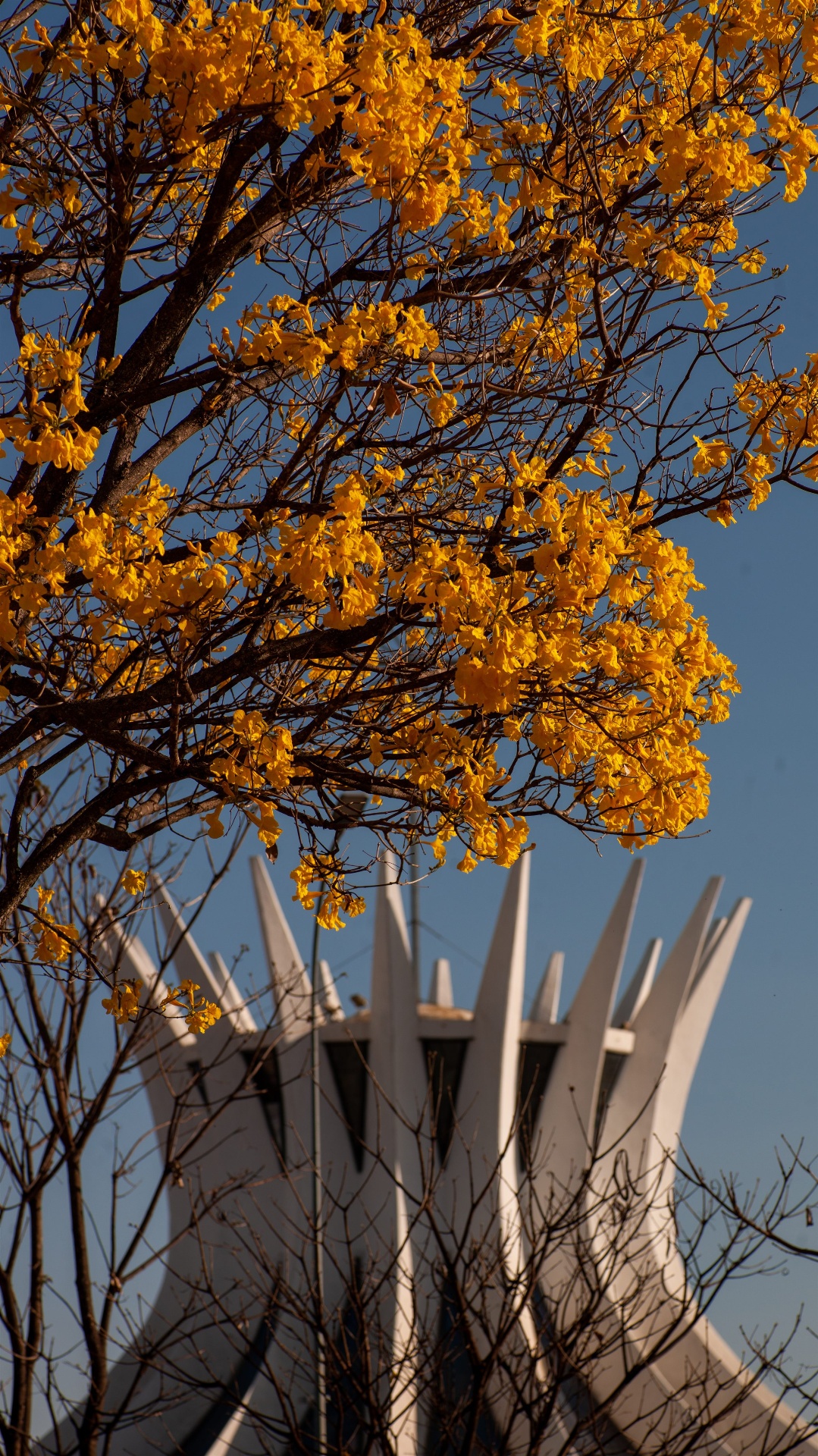 Catedral de Brasília emoldurada por ipês amarelos em flor